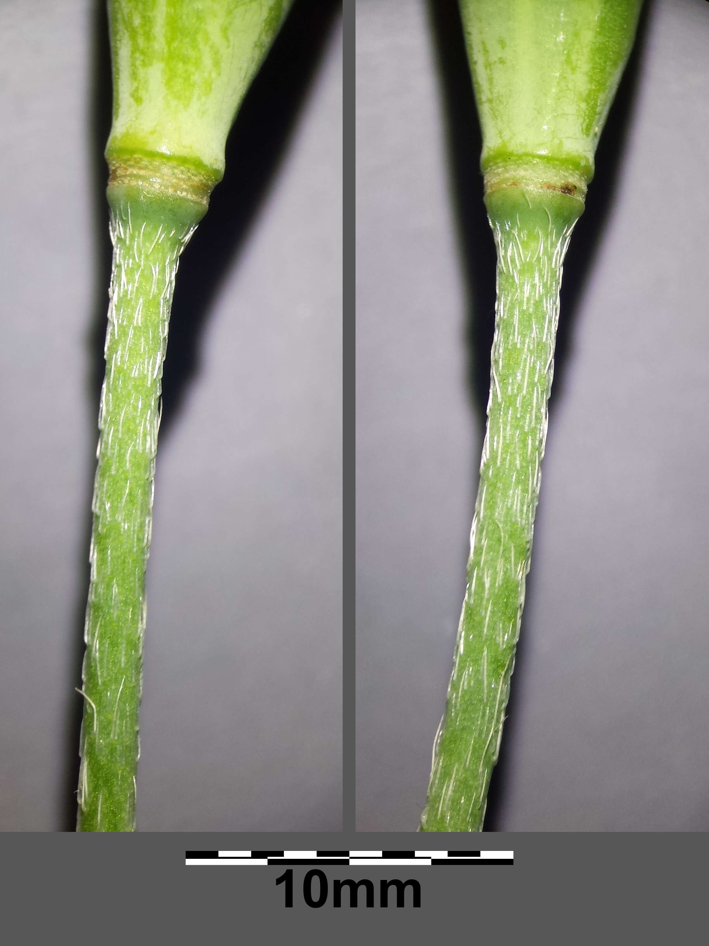 Image of Long-headed Poppy