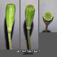 Image of Long-headed Poppy