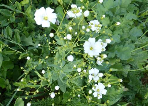 Image de Gypsophila elegans M. Bieb.