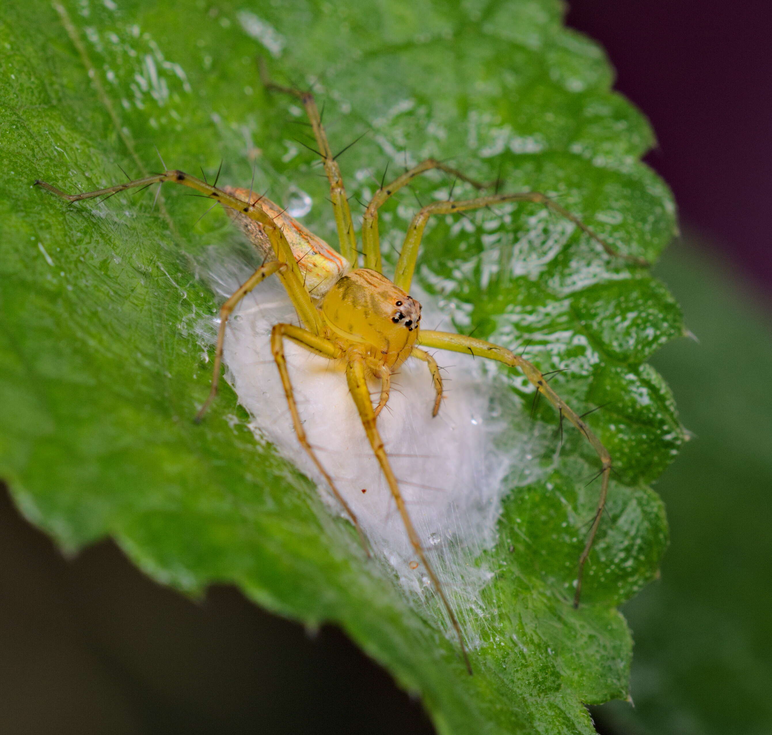 Image of lynx spider