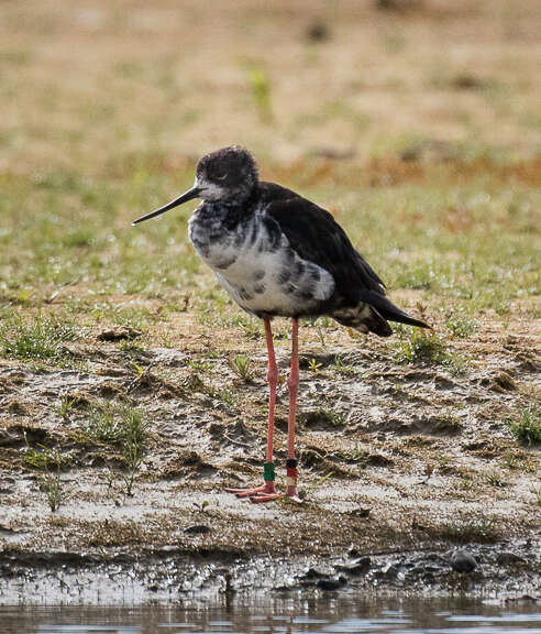 Image of Black Stilt