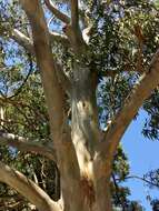 Image of gray gum