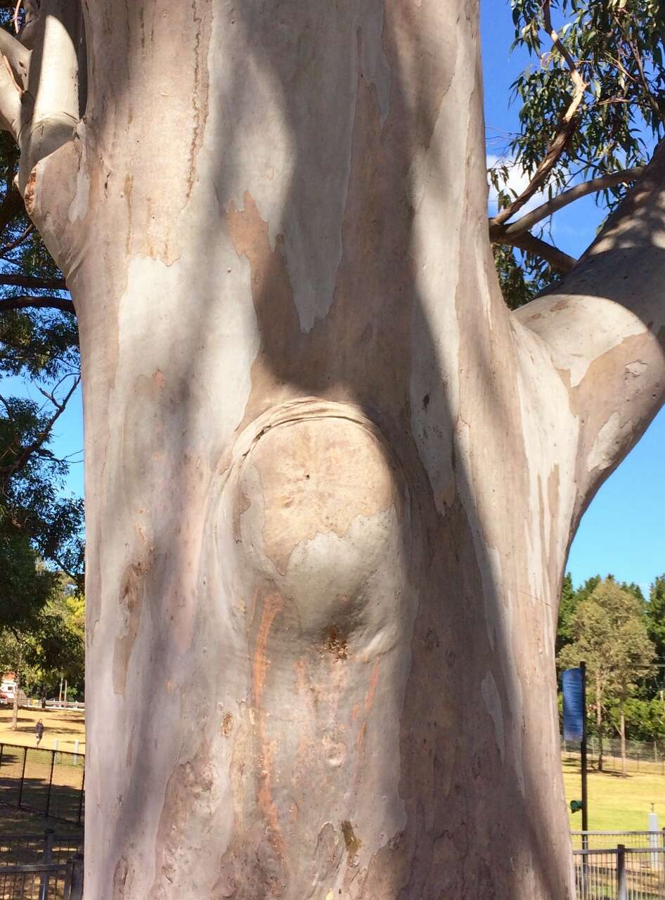 Image of gray gum