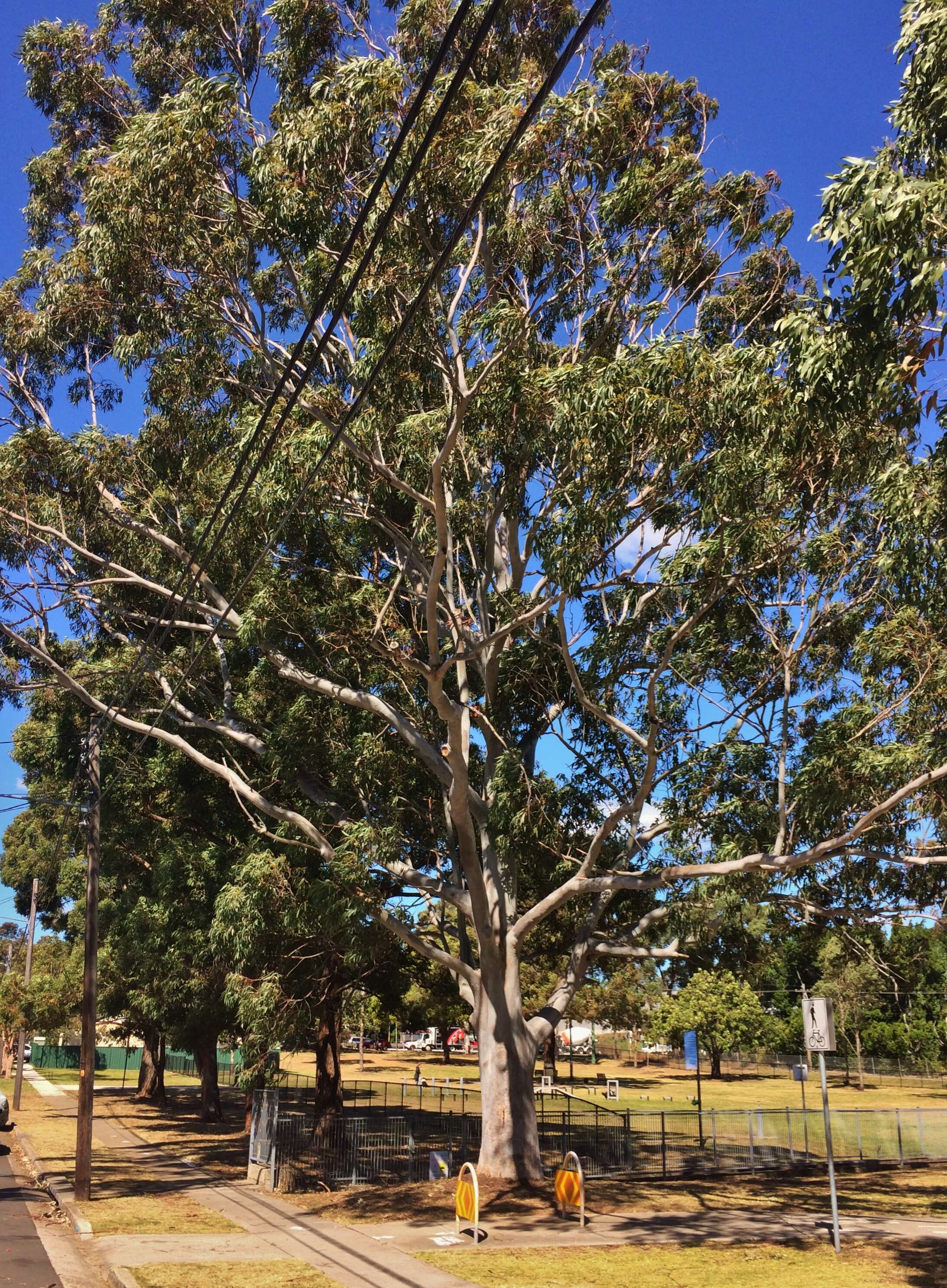 Image of gray gum