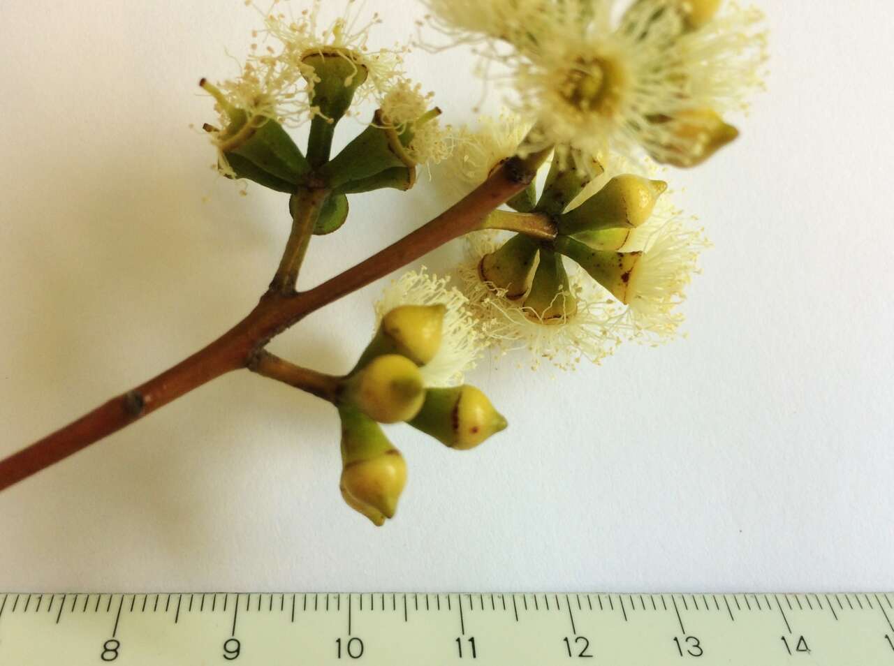 Image of gray gum