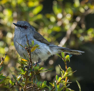 Image of Grey Gerygone