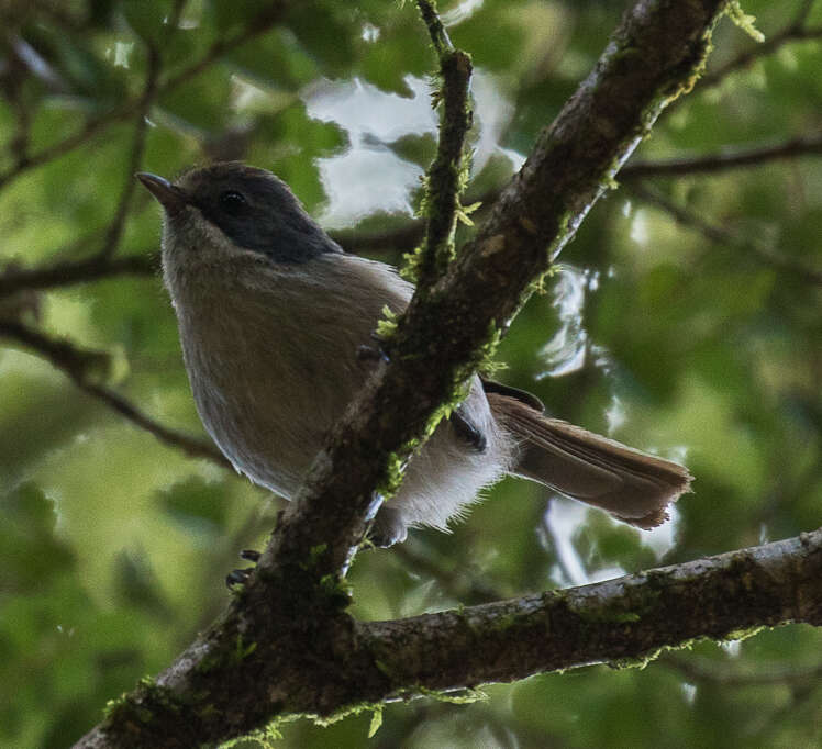 Image of Brown Creeper