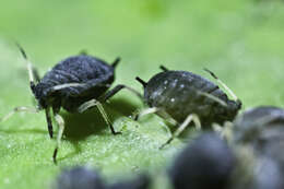 Image of Black bean aphid