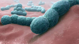 Imagem de Streptococcus pneumoniae