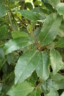 Image of Laurus Nobilis