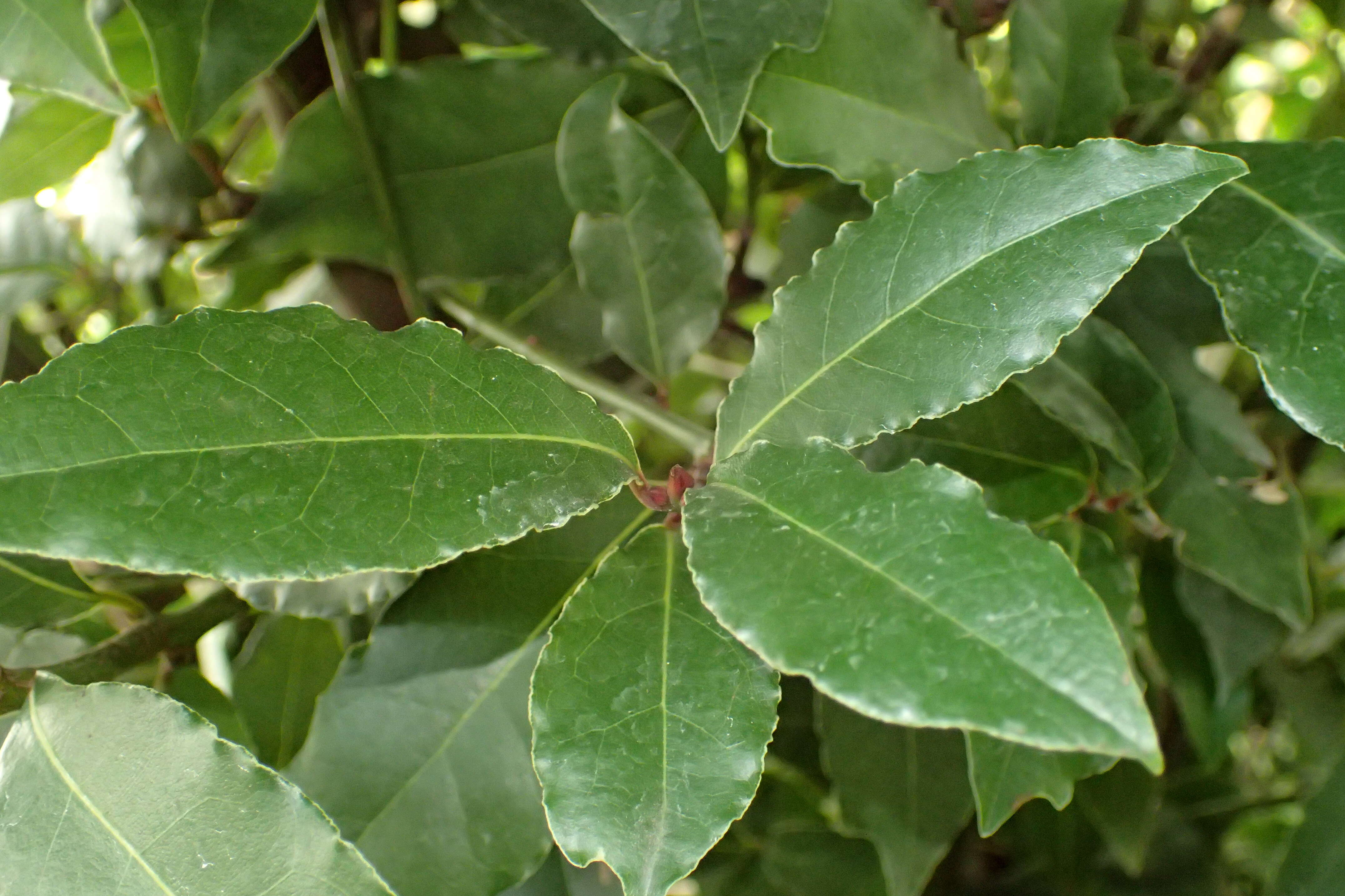 Image of Laurus Nobilis