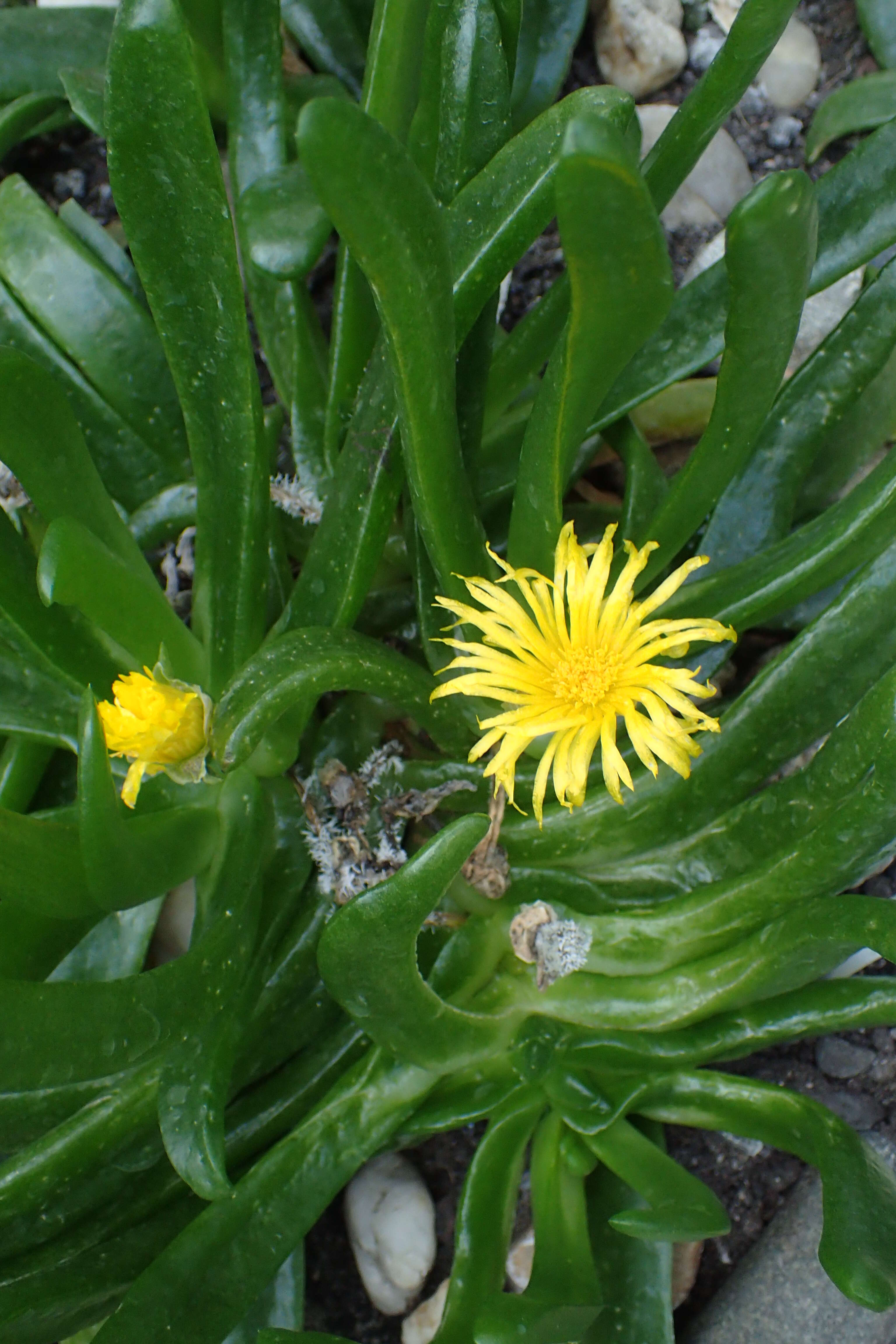 Image of Glottiphyllum depressum (Haw.) N. E. Br.