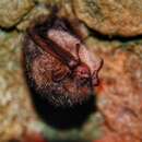 Image of Ussuri Tube-nosed Bat