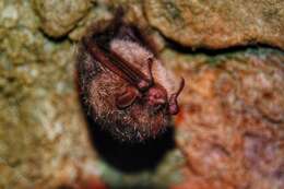 Image of Ussuri Tube-nosed Bat