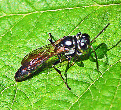 Image de Trypoxylon scutatum Chevrier 1867