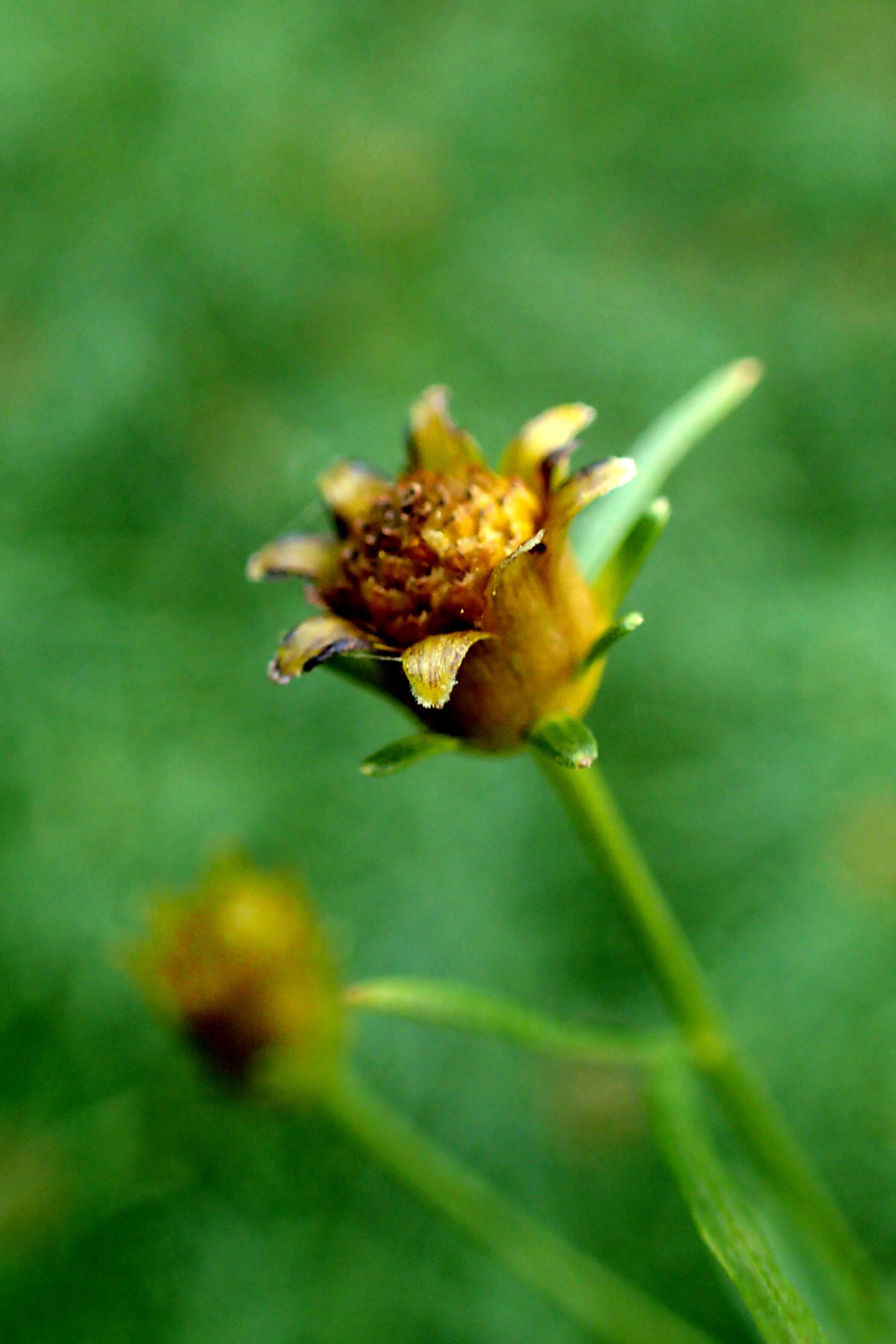 Image of whorled tickseed