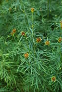 Image of whorled tickseed