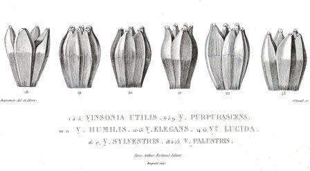 Image of Pandanus palustris Thouars