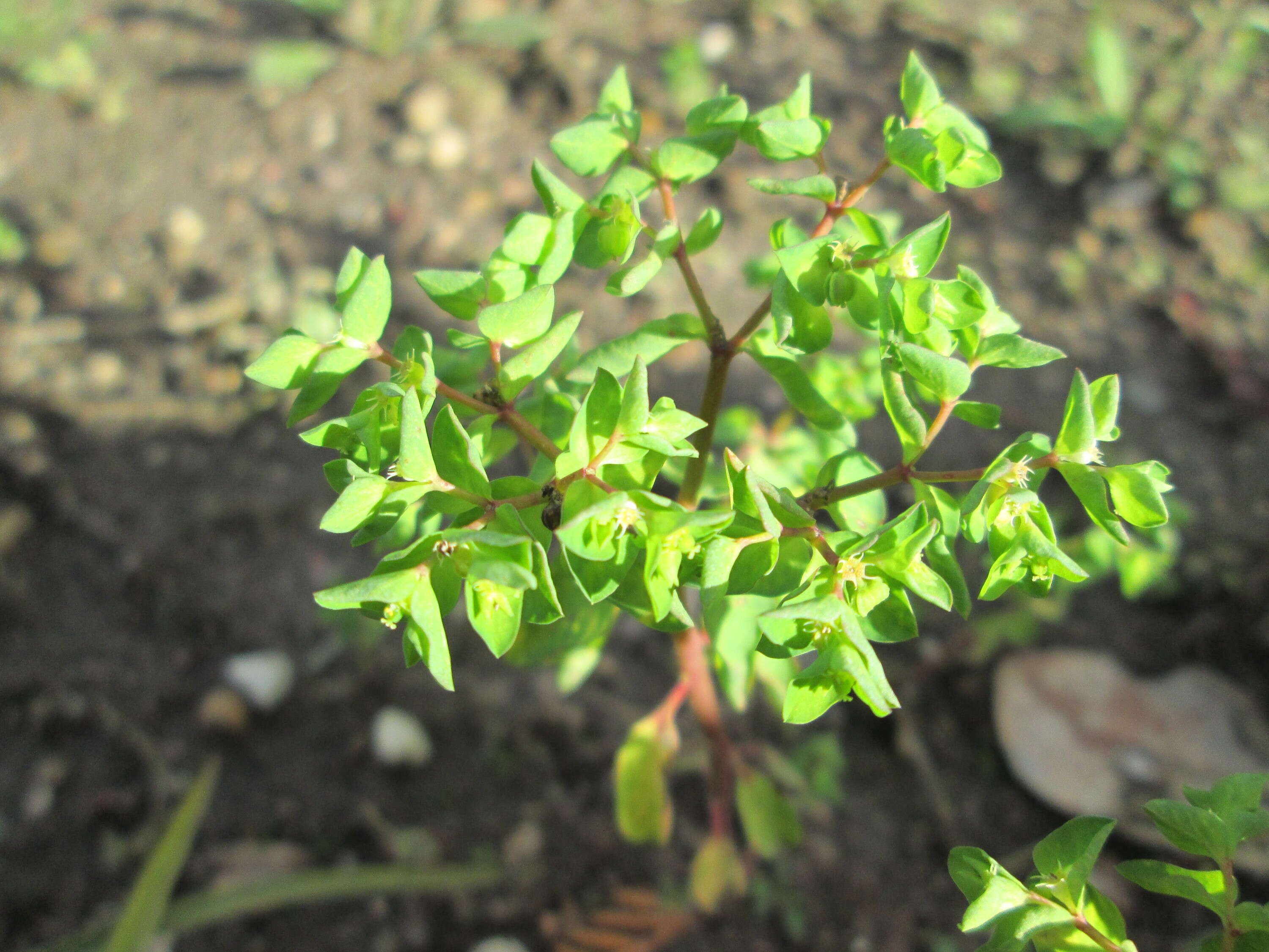 Image of cancer weed