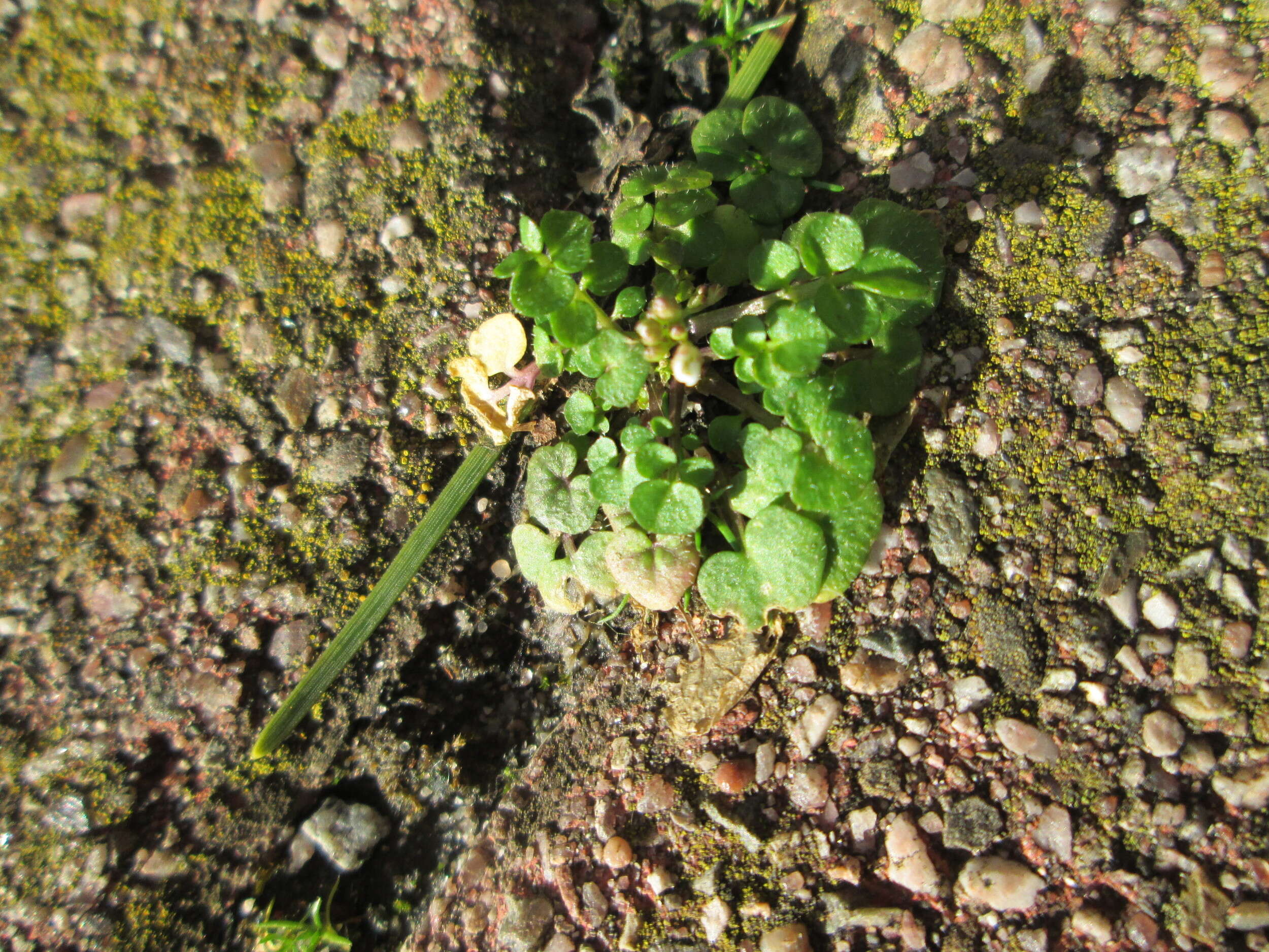 Image of hairy bittercress