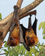 Image of Indian Flying Fox