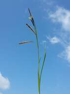 Image of glaucous sedge