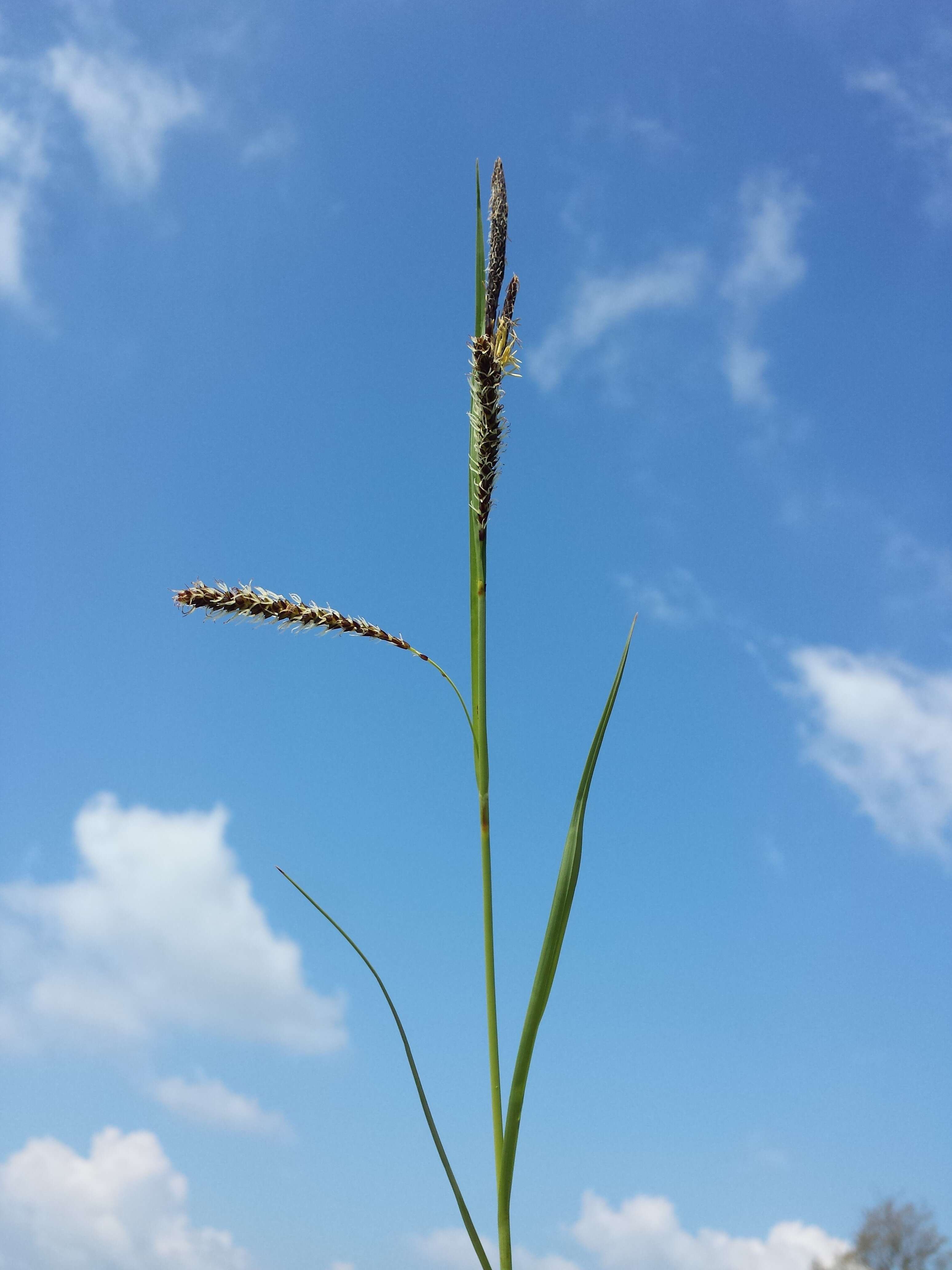 Image of glaucous sedge