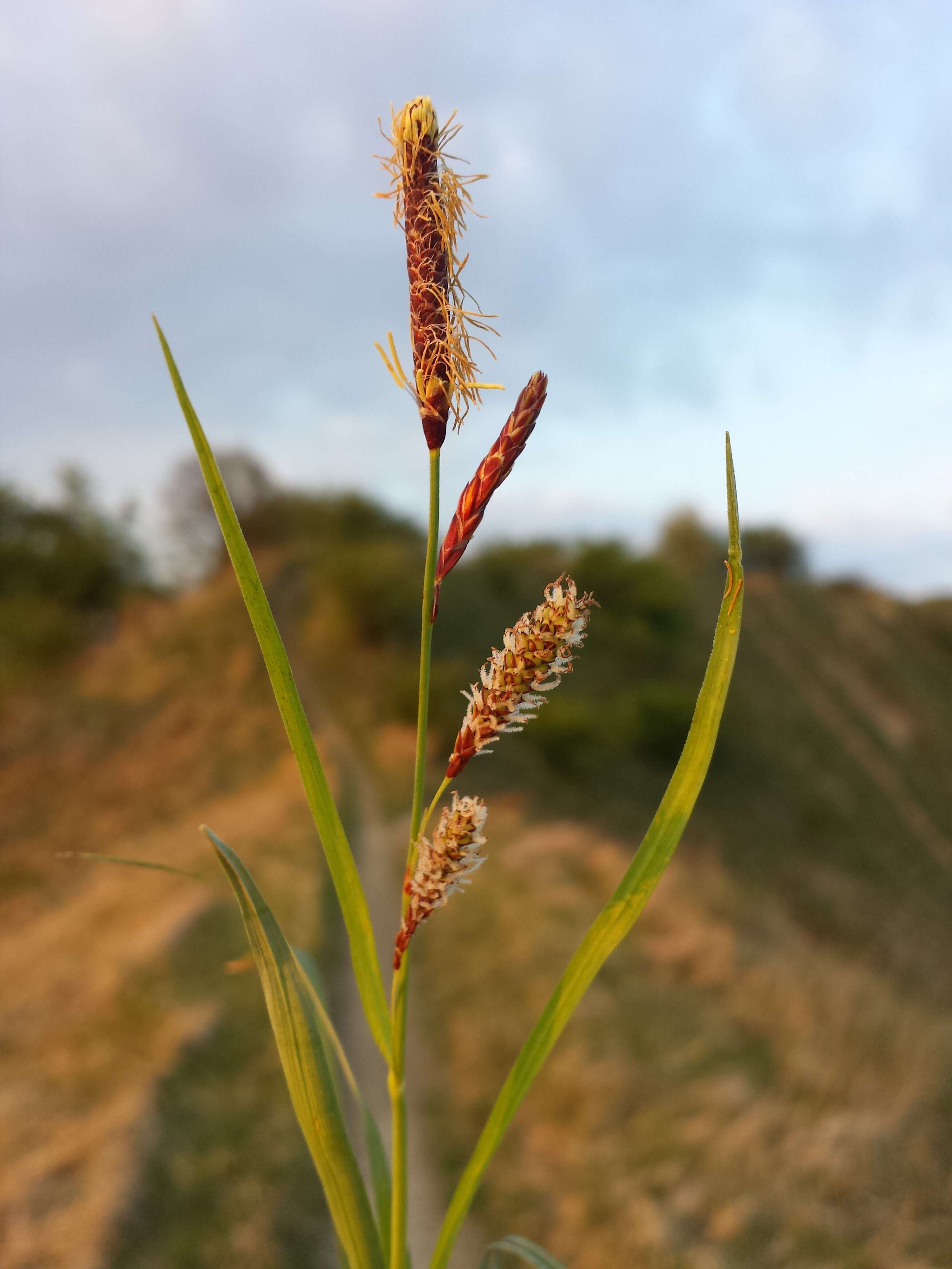 Image of glaucous sedge