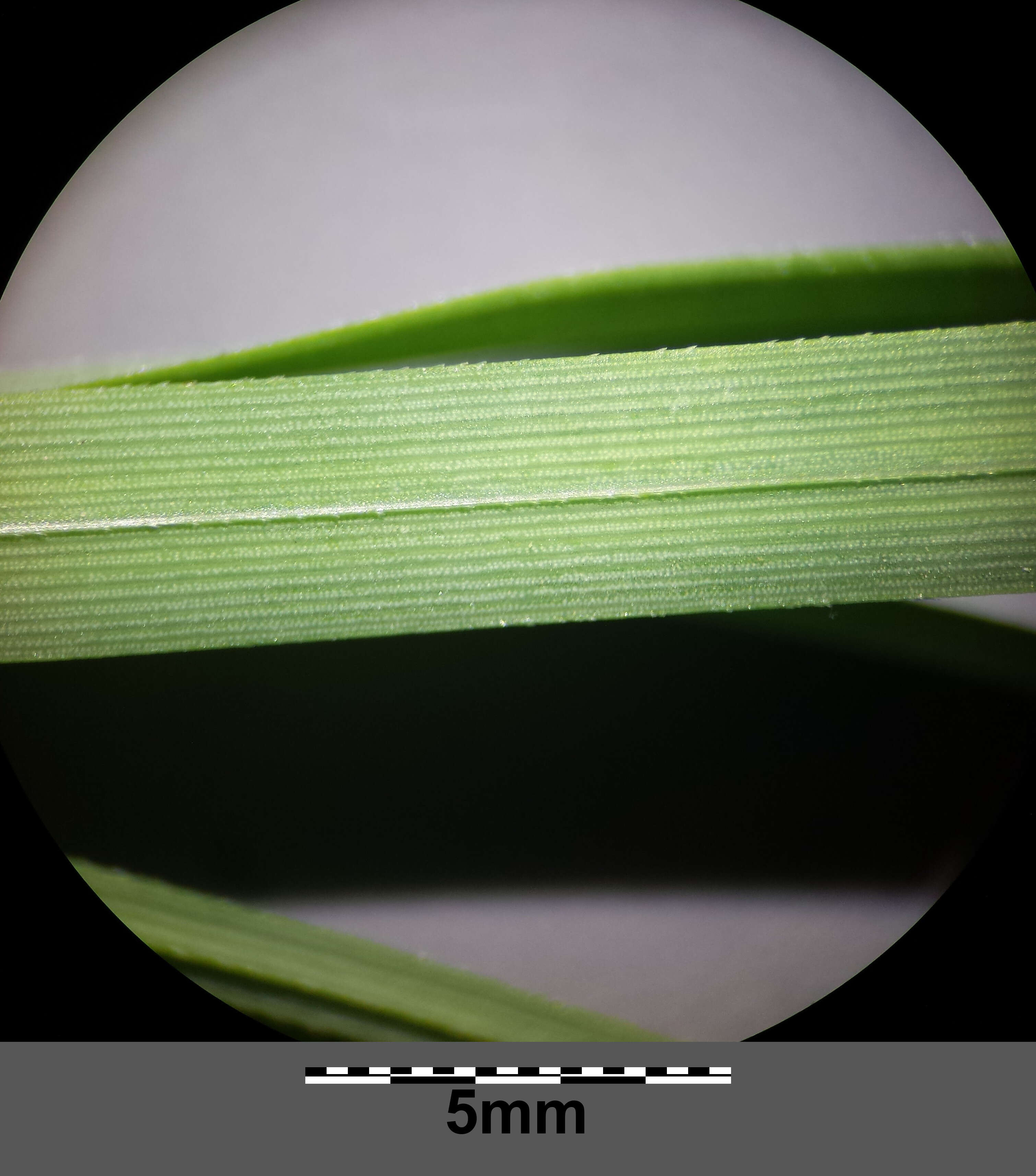 Image of glaucous sedge