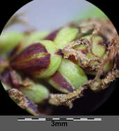 Image of glaucous sedge