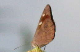 Image of Dingy Purplewing