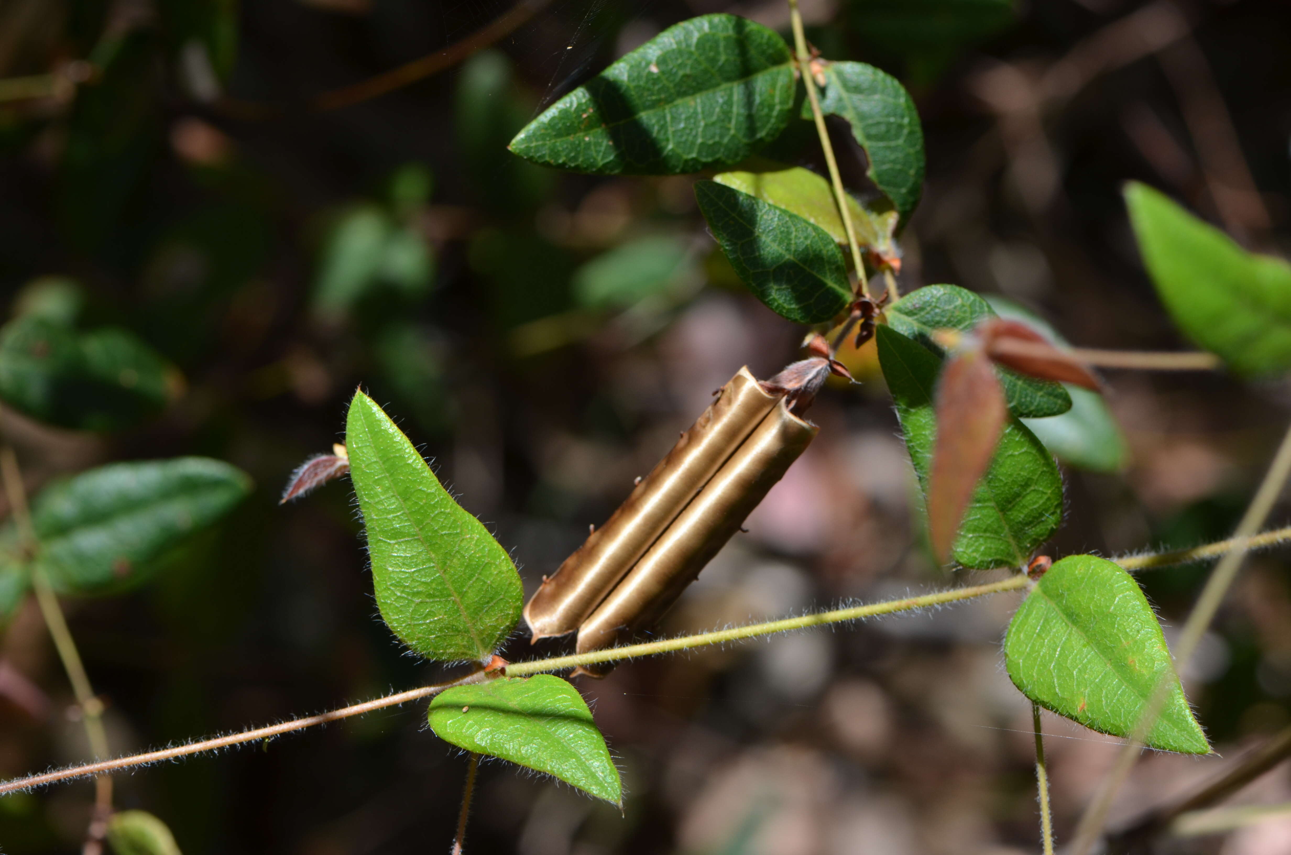 Plancia ëd Platylobium formosum Sm.