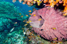 Image of Flower Cardinalfish