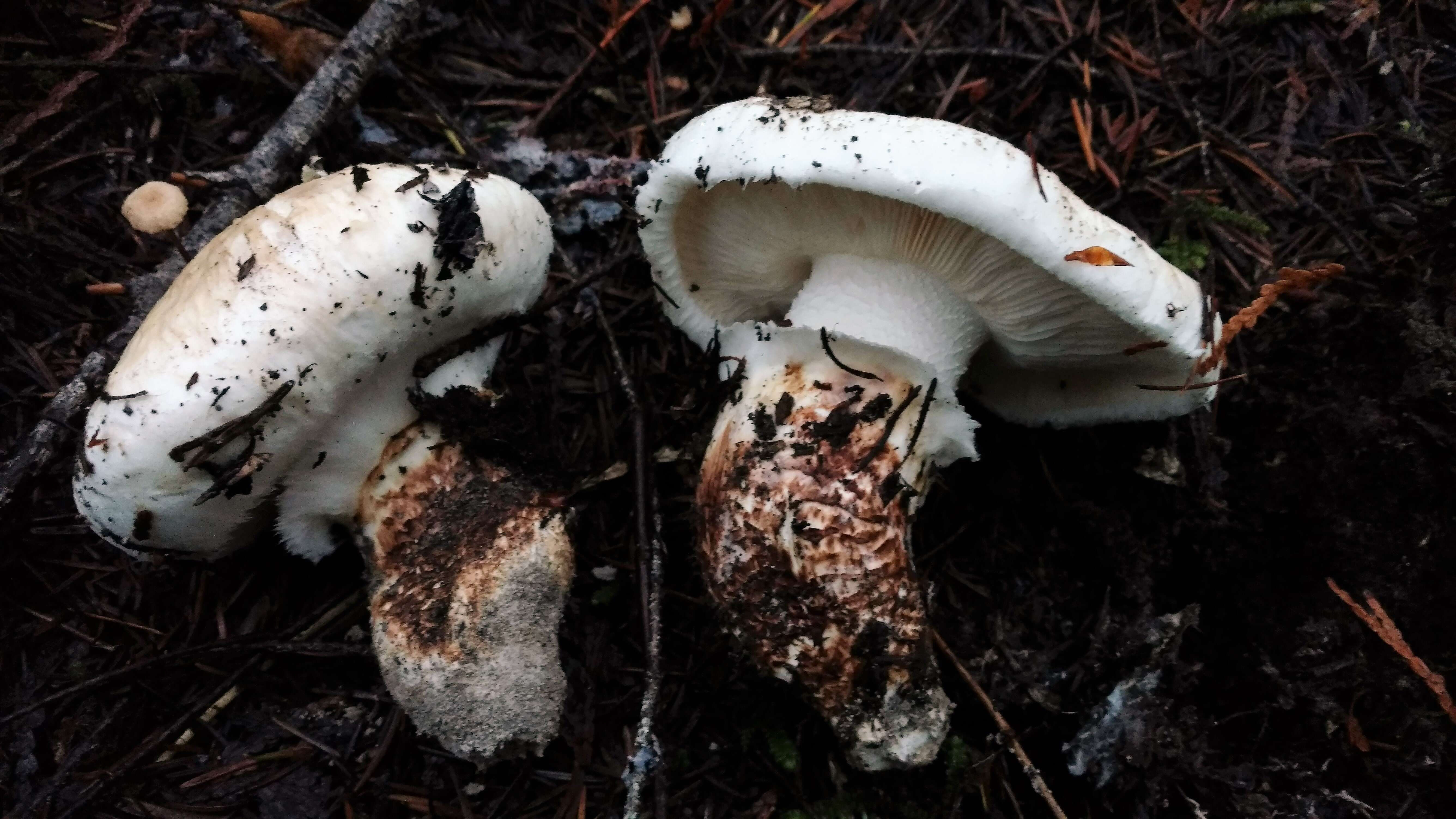 Image of White Matsutake