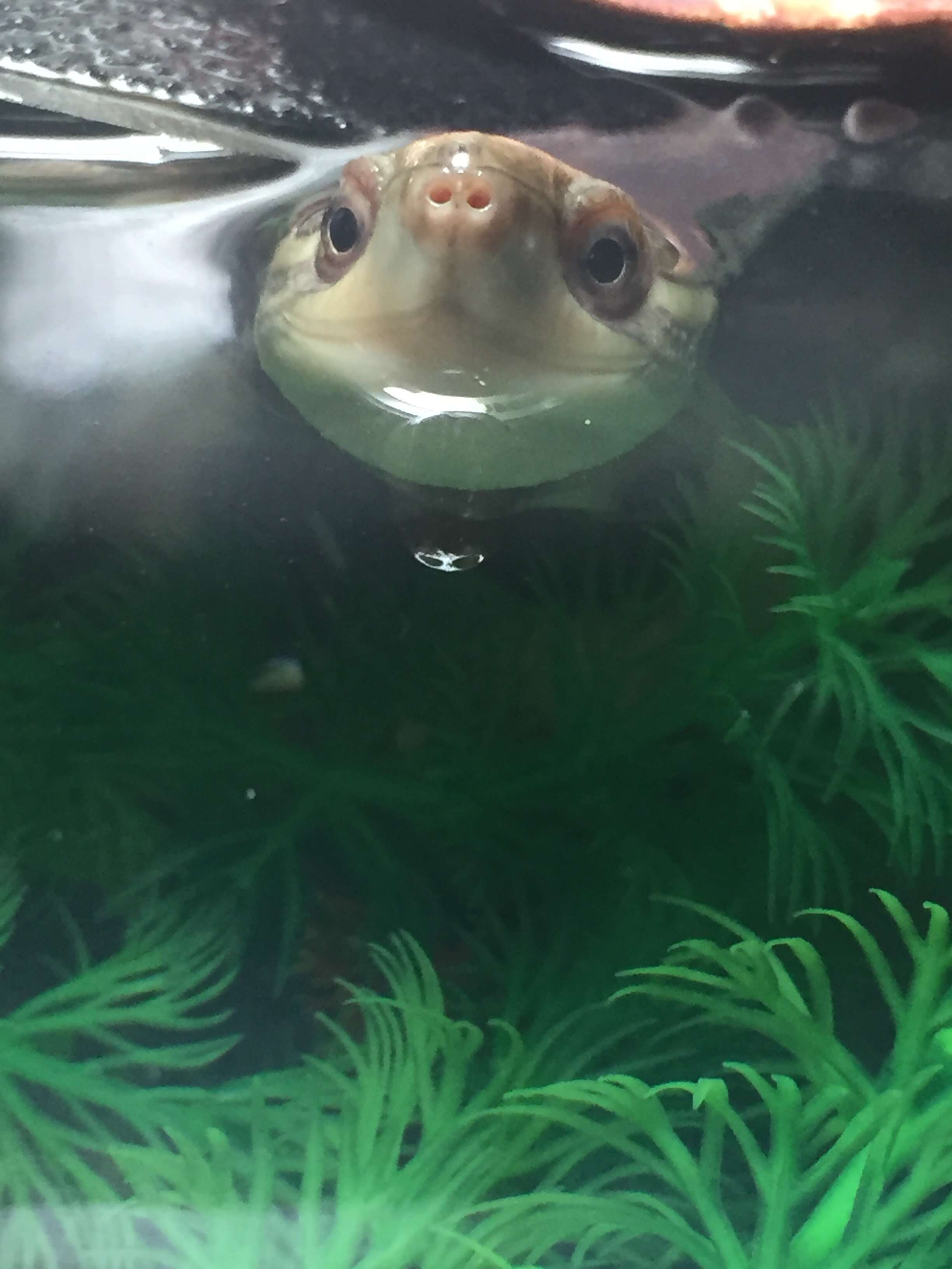 Image of Asian yellow pond turtle