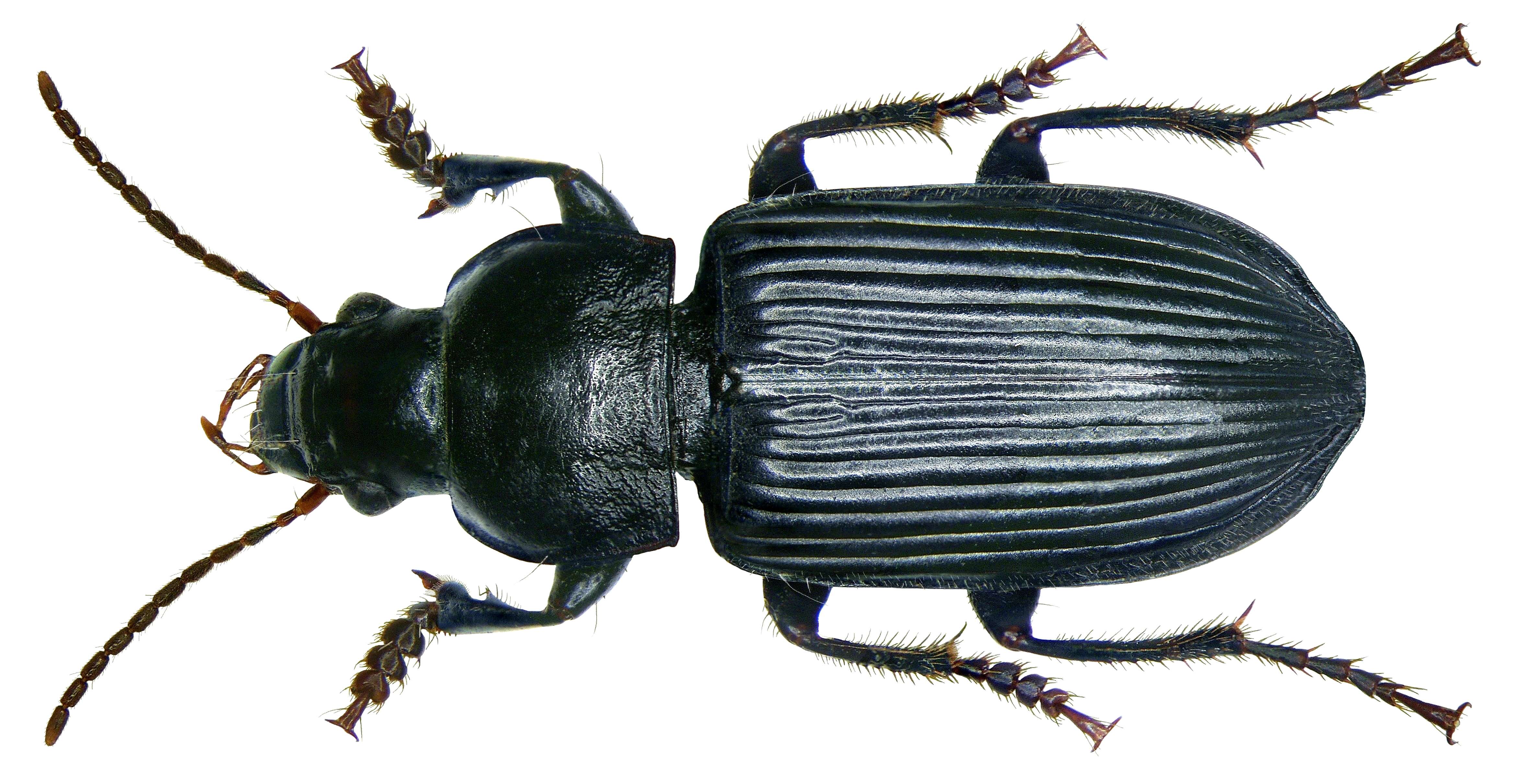 Anisodactylus (Anisodactylus) binotatus (Fabricius 1787) resmi