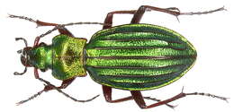 Carabus (Chrysocarabus) auronitens Fabricius 1792 resmi