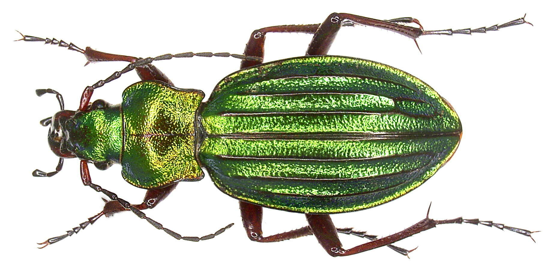 Carabus (Chrysocarabus) auronitens Fabricius 1792 resmi