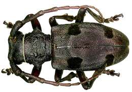 Image of Long-horned beetle