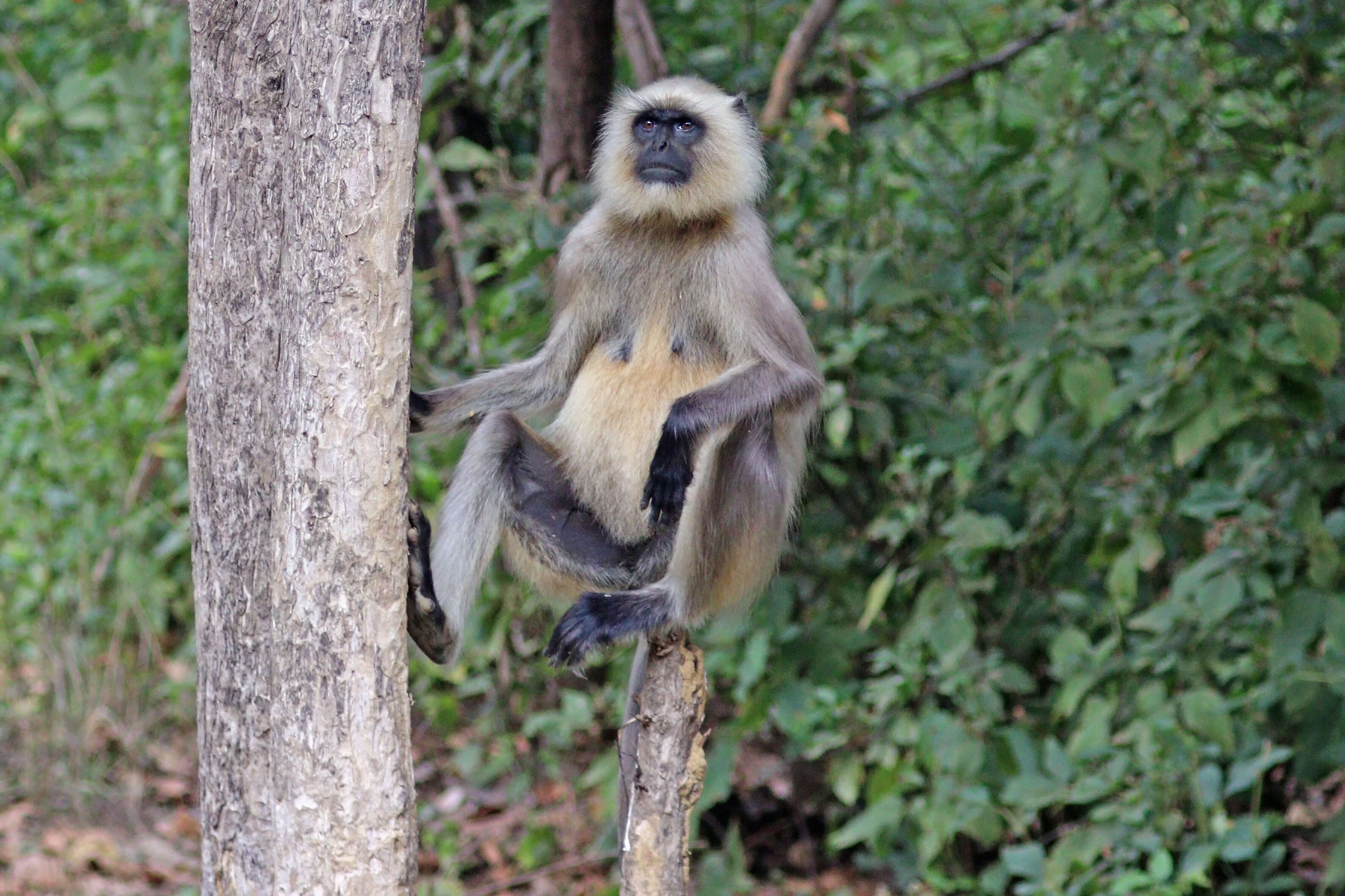 Image de Semnopithecus hypoleucos Blyth 1841