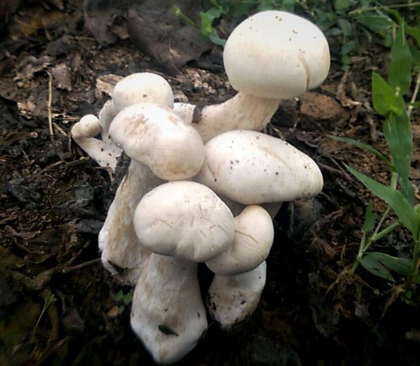 Image of Macrocybe crassa (Sacc.) Pegler & Lodge 1998