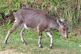 Image of Nilgiritragus Ropiquet & Hassanin 2005