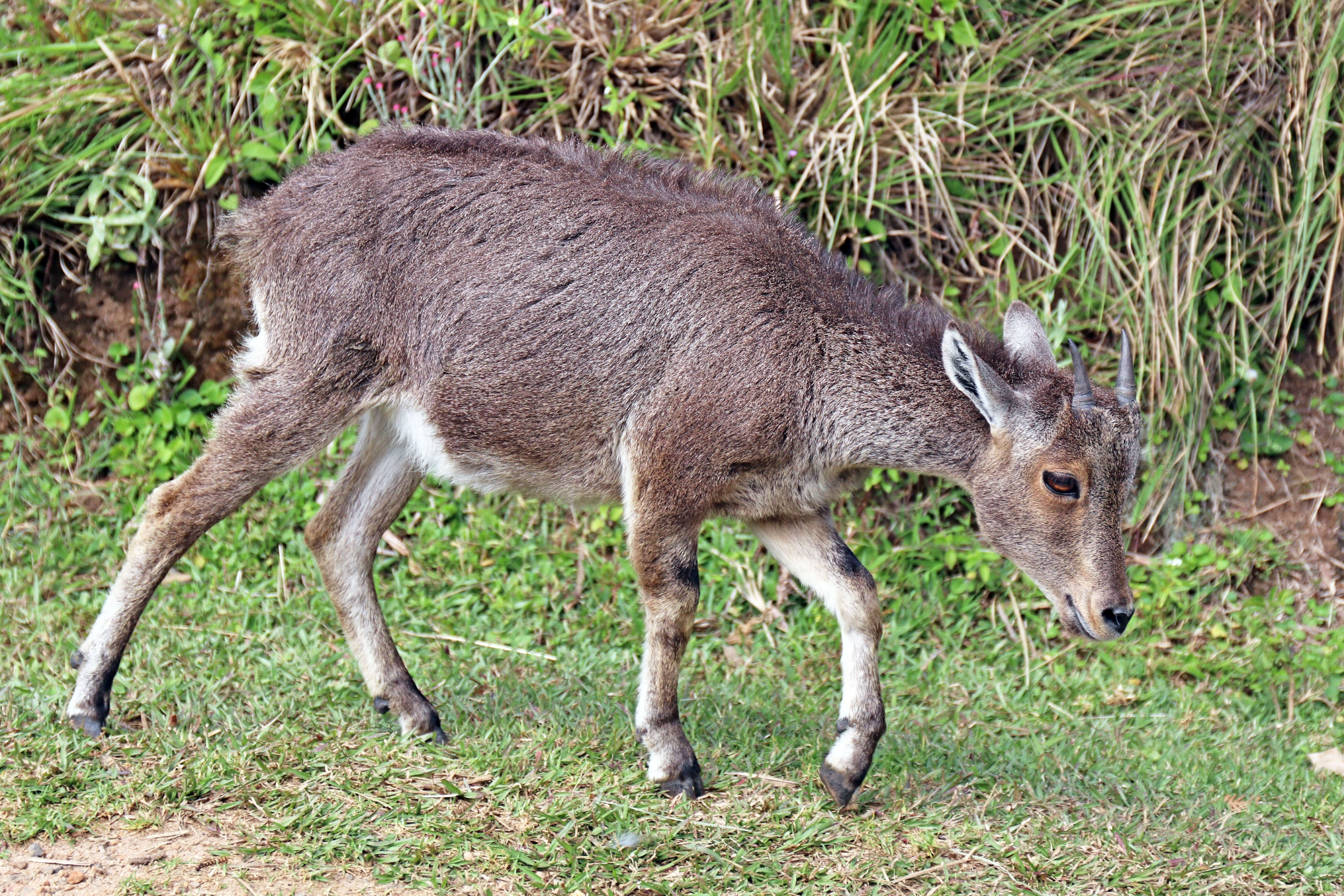 Image of Nilgiritragus Ropiquet & Hassanin 2005