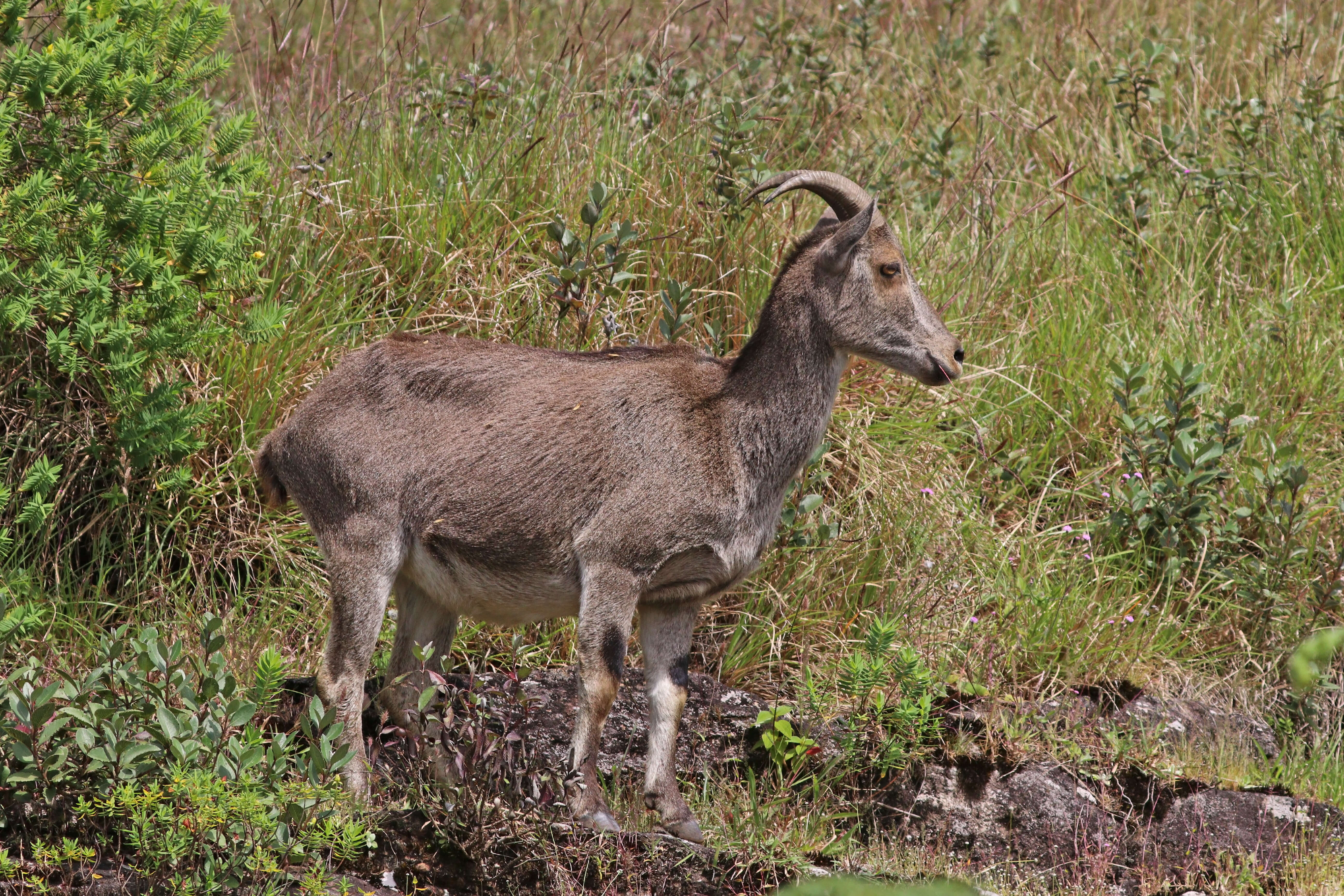 Plancia ëd Nilgiritragus Ropiquet & Hassanin 2005