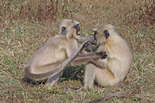 Image de Semnopithecus hypoleucos Blyth 1841