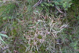 Image of common carpetgrass