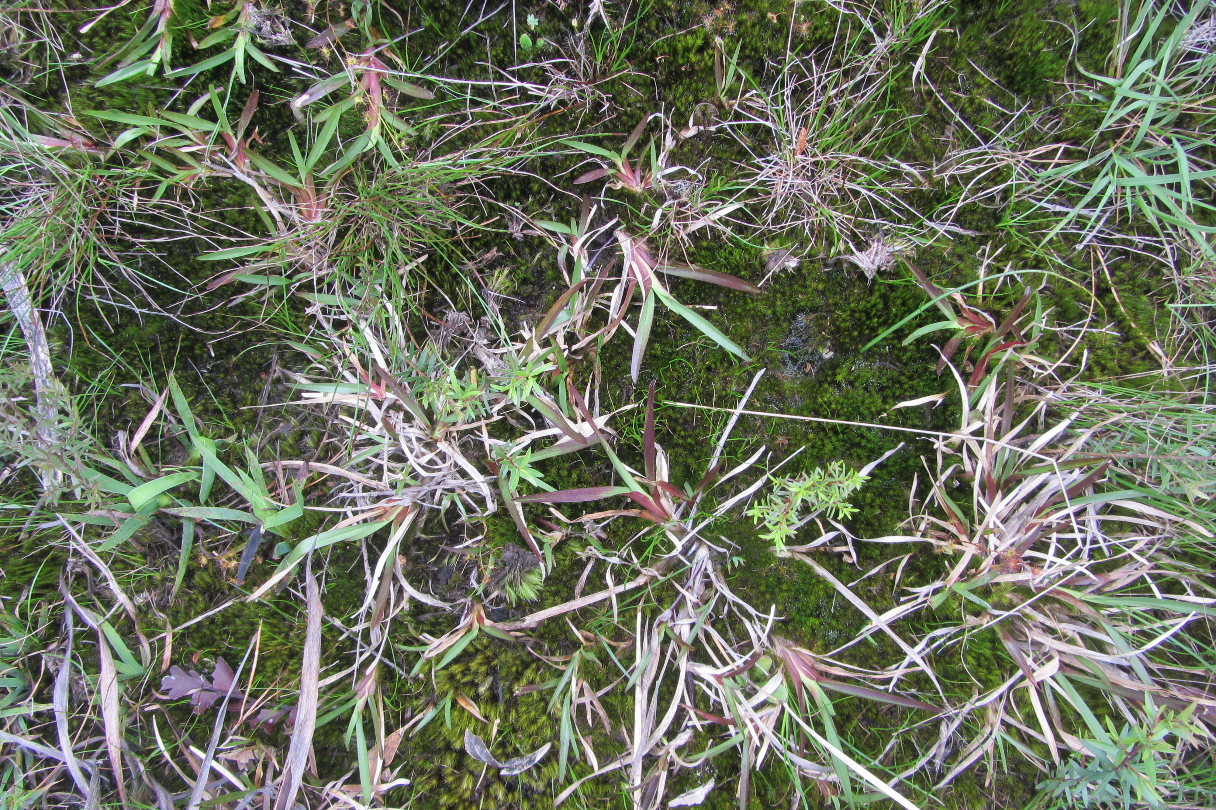 Image of common carpetgrass