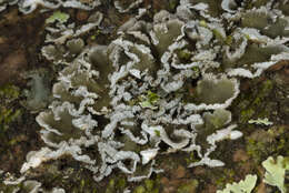 Image of matted lichen