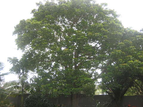 Image of Javanese bishopwood