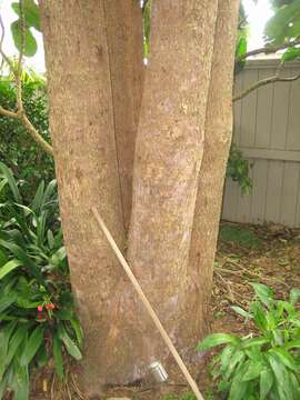 Image of Javanese bishopwood